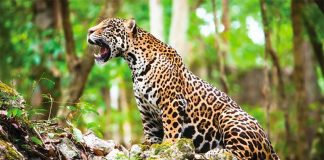 There's a black market for jaguar body parts.