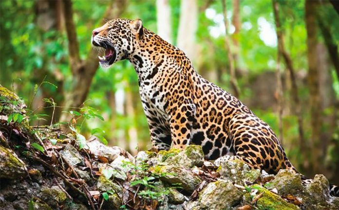 There's a black market for jaguar body parts.