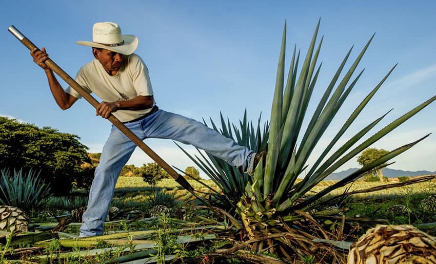 Harvesting agave for mezcal production.