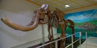 A mammoth display at the musuem in Tultepec.