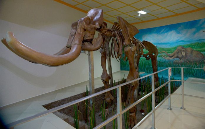 A mammoth display at the musuem in Tultepec.