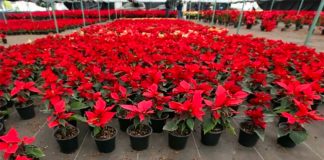 Poinsettia is one of the native plants whose cultivation will be encouraged.