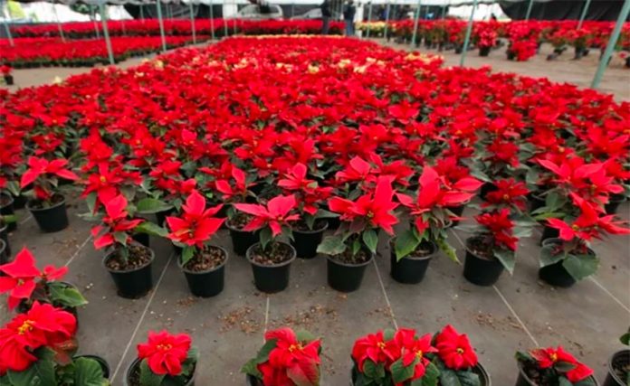 Poinsettia is one of the native plants whose cultivation will be encouraged.