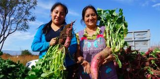 Two of Oaxaca's artisans who work in radishes: Laura and her mother Francisca.