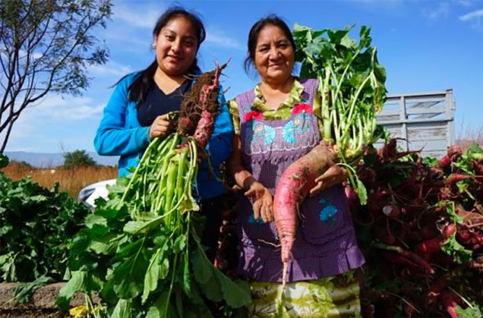 Two of Oaxaca's artisans who work in radishes: Laura and her mother Francisca.