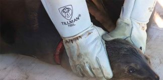 One of the sea lions rescued off Sonora.