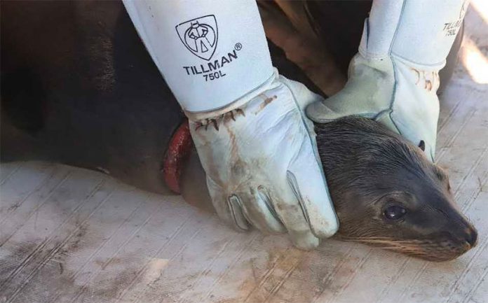 One of the sea lions rescued off Sonora.