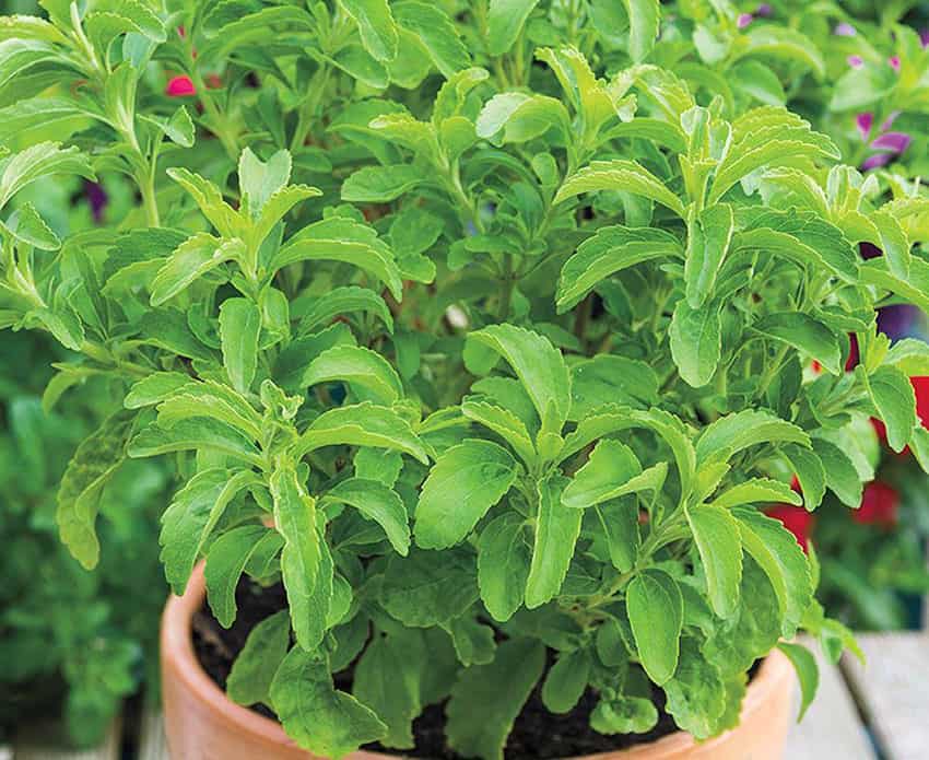 Stevia is easy to grow, in containers or in the ground.
