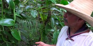 A Veracruz producer with vanilla pods.