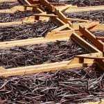 Vanilla pods, brown and curved, drying on racks in the open air