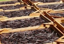 Vanilla pods, brown and curved, drying on racks in the open air