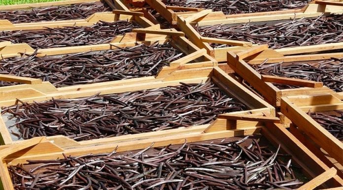 Vanilla pods, brown and curved, drying on racks in the open air