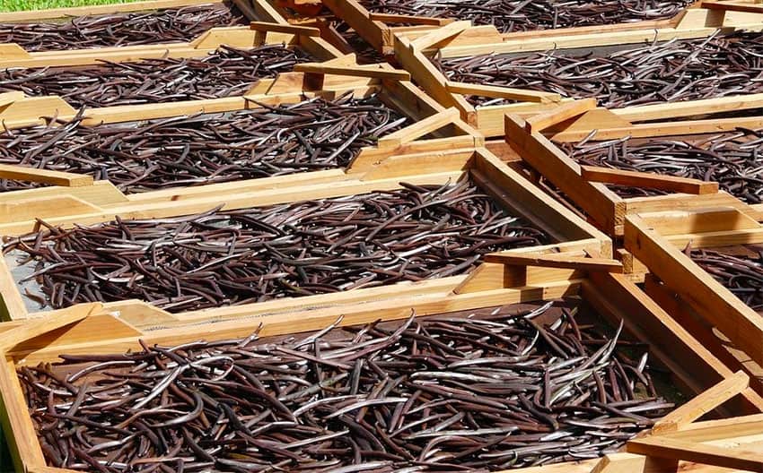 Vanilla pods drying in the sun.