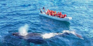Whale-watching off Puerto Vallarta