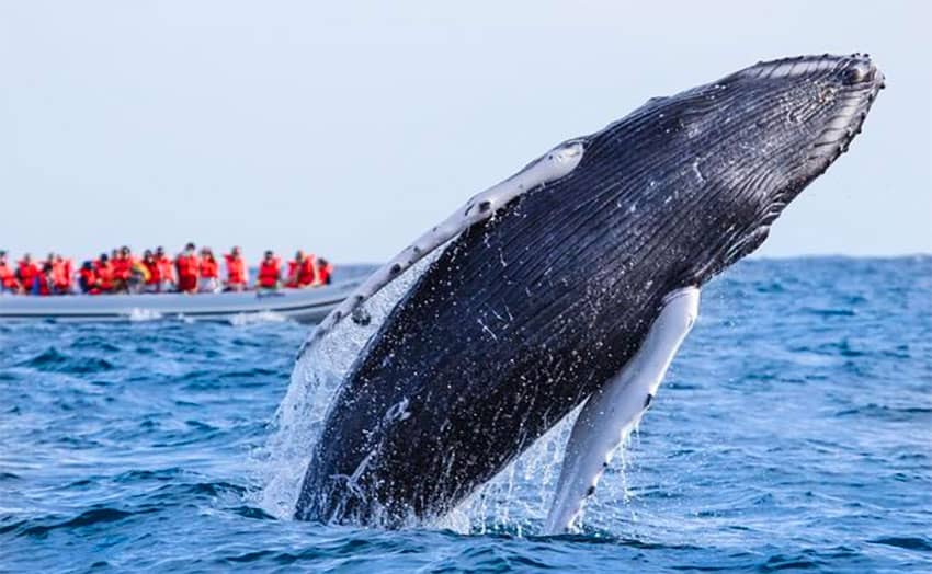 Watching whales in Los Cabos. 