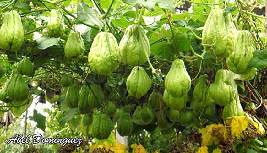 A member of the squash family, chayote grows on vines.