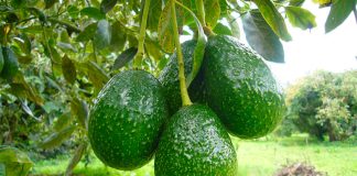 Jalisco exported 110,000 tonnes last year.