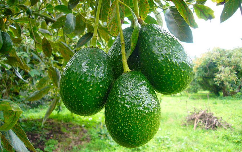 Jalisco's avocado exports increased 30% last year