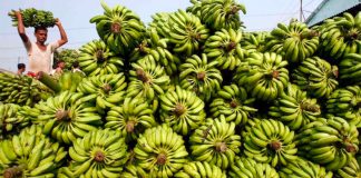 China-bound: 39 tonnes of bananas were shipped this week.