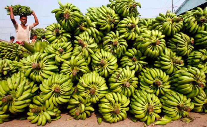 China-bound: 39 tonnes of bananas were shipped this week.