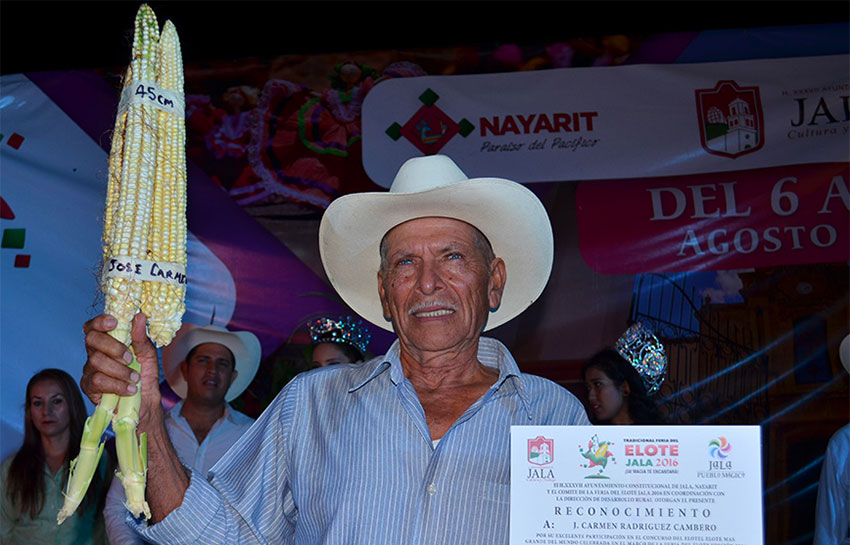 World's largest corn cob measures  in Jala, Nayarit