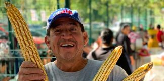 A farmer shows off his long corn cobs in Jala, Nayarit.