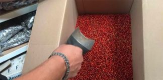 Chiltepín peppers grow wild in Sonora.