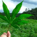 Legalizing marijuana is up for debate once again.