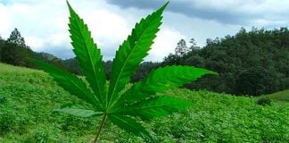 Legalizing marijuana is up for debate once again.