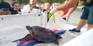 A sea turtle is rescued in Oaxaca.