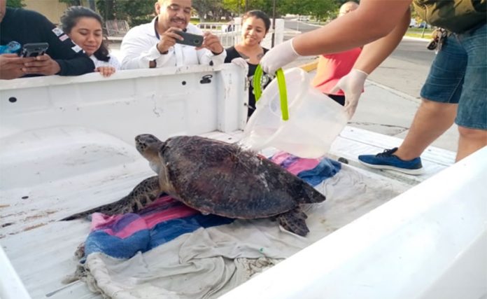 A sea turtle is rescued in Oaxaca.