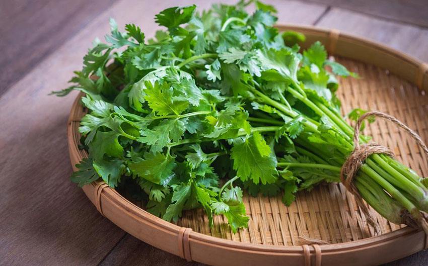 Fresh cilantro: the author is among those who love it.