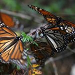 Monarch butterflies overwintering in Mexico.
