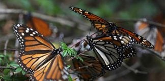 Monarch butterflies overwintering in Mexico.