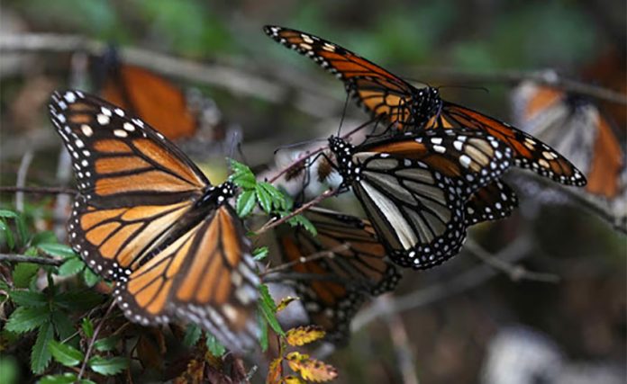 Monarch butterflies overwintering in Mexico.