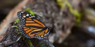 A monarch butterfly, under threat by more than depleted forests.