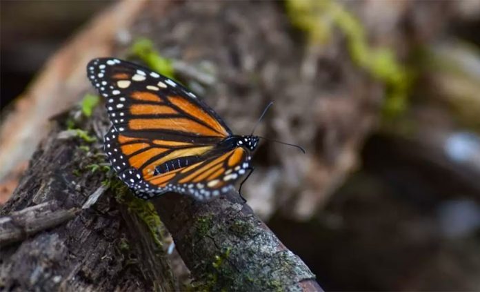 A monarch butterfly, under threat by more than depleted forests.