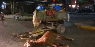 Garbage collector's horse lies dead in the street in Coacalco, México.