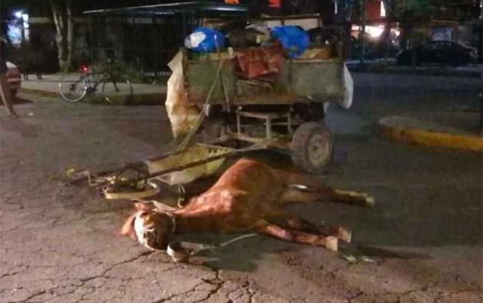Garbage collector's horse lies dead in the street in Coacalco, México.