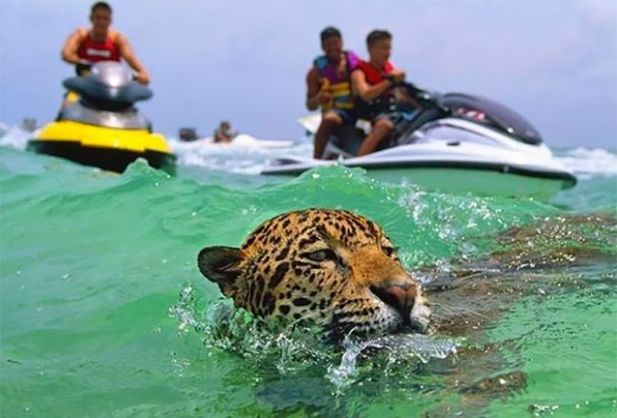 Jet Skis follow a jaguar in waters off Cancún.