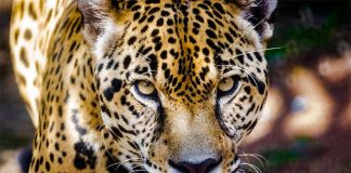 Its penis is considered an aphrodisiac.