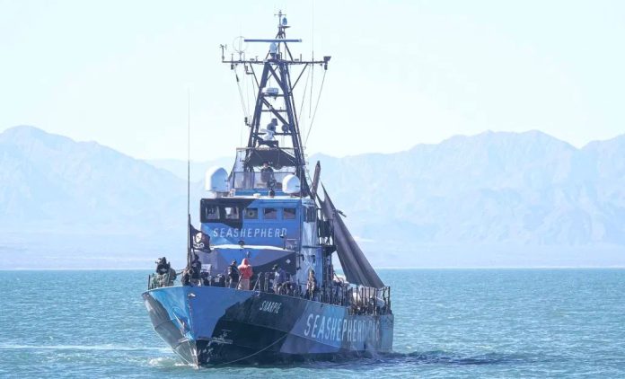 The Sea Shepherd vessel Sharpie.