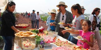 Two events will celebrate strawberries in the Guanajuato city.