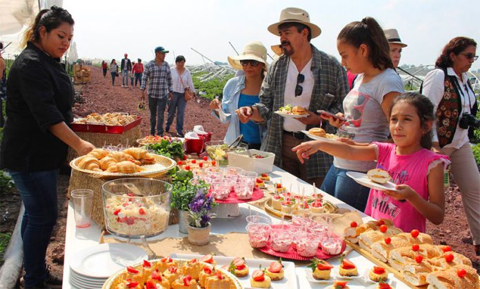Two events will celebrate strawberries in the Guanajuato city.