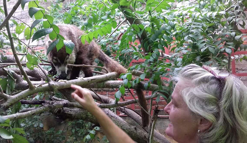 Willis with Tomás el Tejón, a a white-nosed coati.