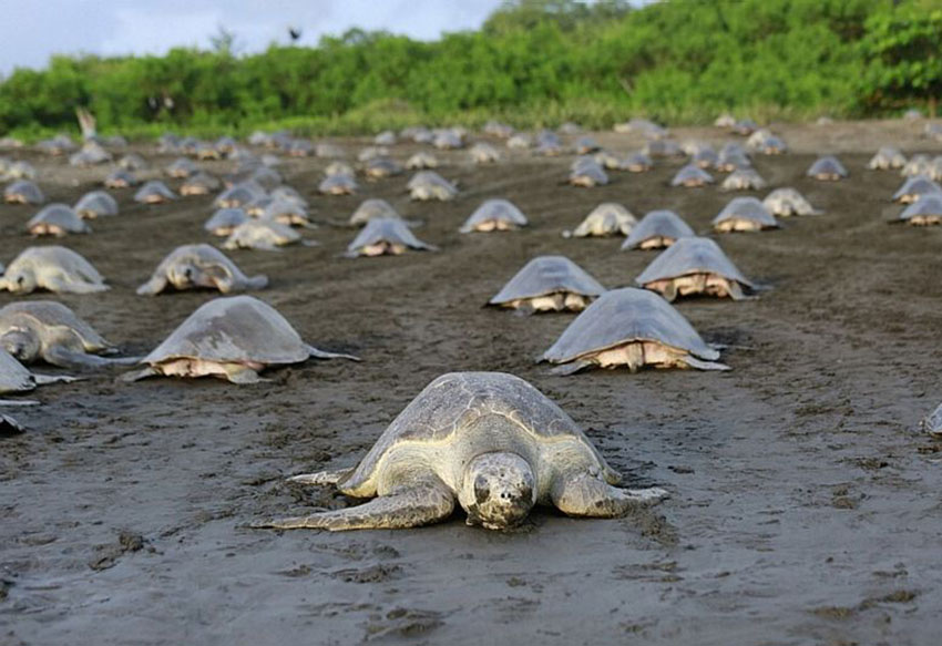 Olive ridley turtles on a beach in Costa Rica.