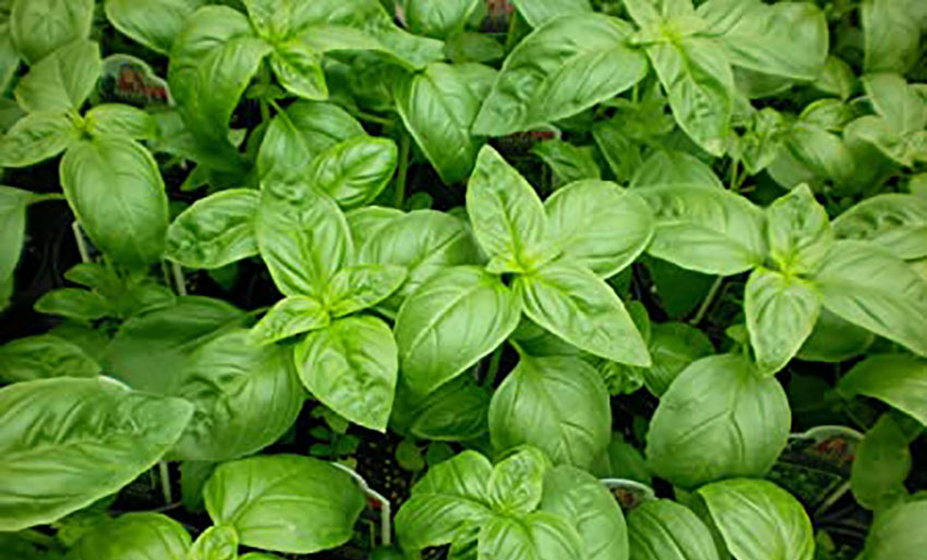 Fresh sweet basil grows well in Mexico.