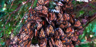 Monarch butterflies cluster in a Mexican forest.