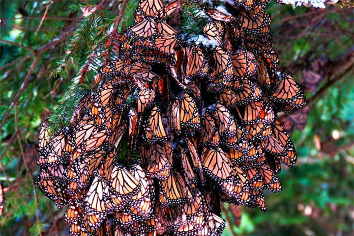 Monarch butterflies cluster in a Mexican forest.