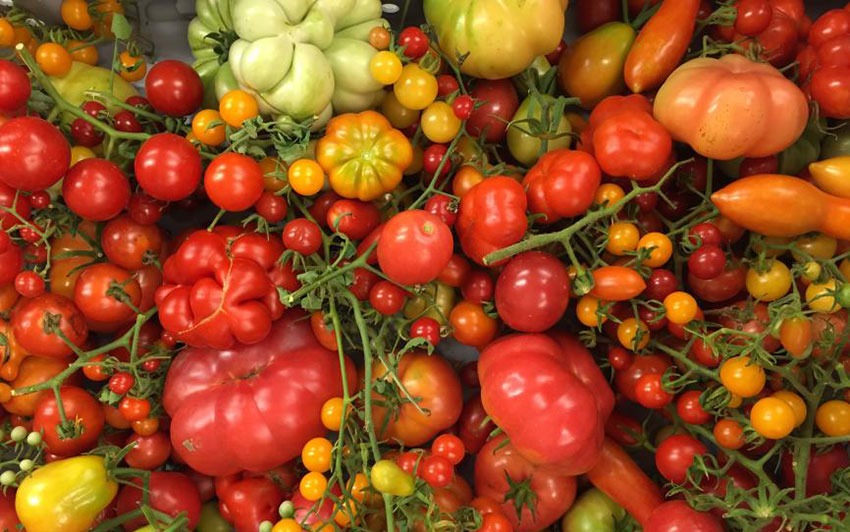 There is an abundance of tomatoes in Sinaloa right now.